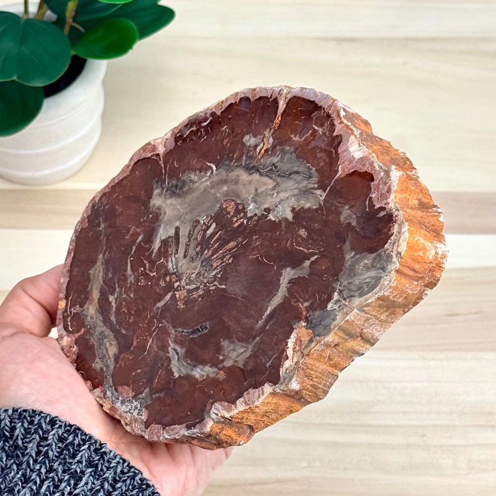 Petrified Wood Slab B