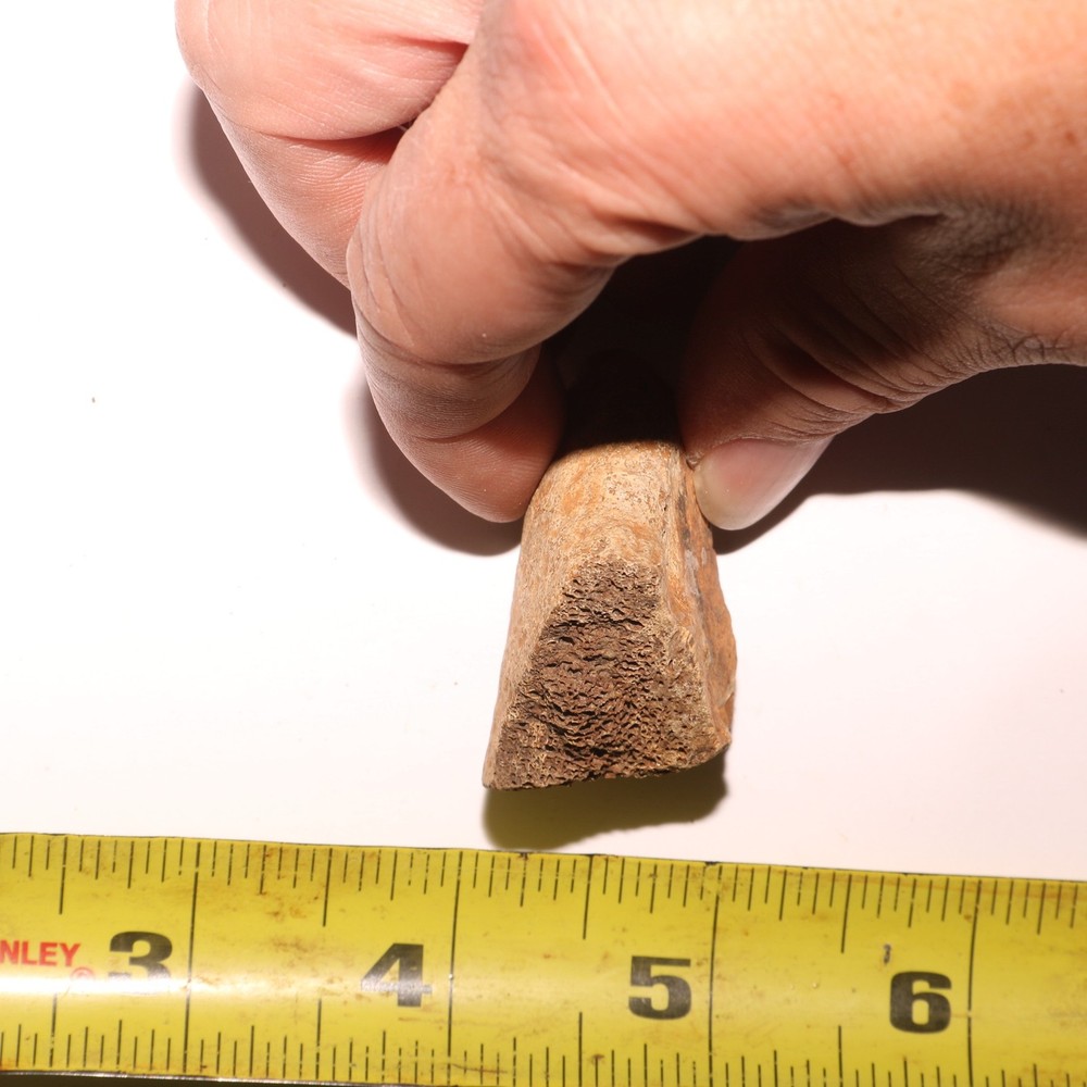 Triceratops Eppocipital Partial - Dinosaur Bone Hell Creek Formation Cretaceous