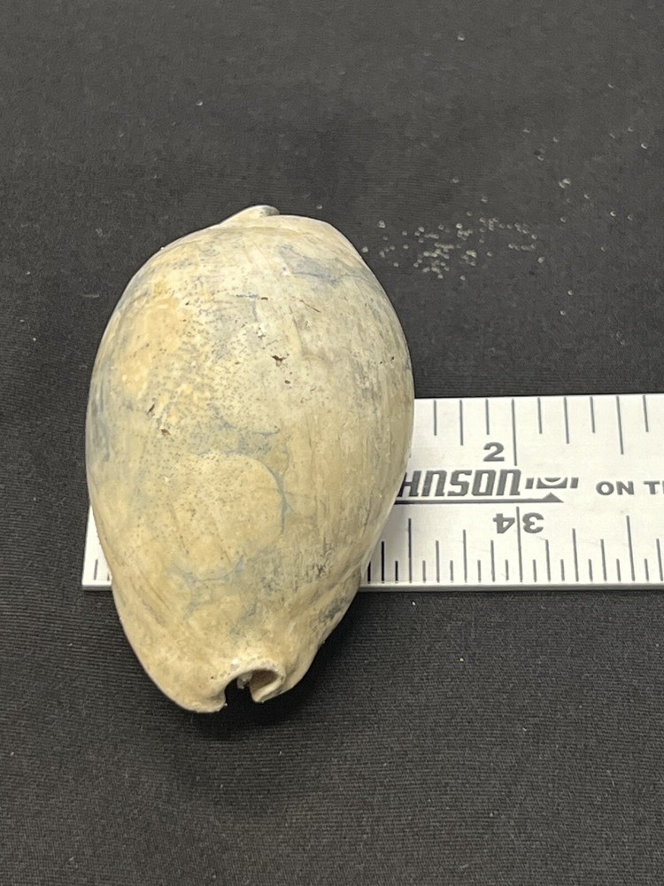 EXTINCT Fossilized COWRIE Shell From Central Florida - Pliocene Era.