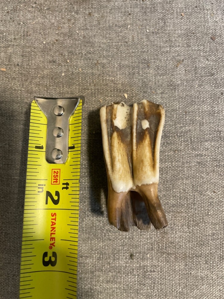 ice age horse tooth