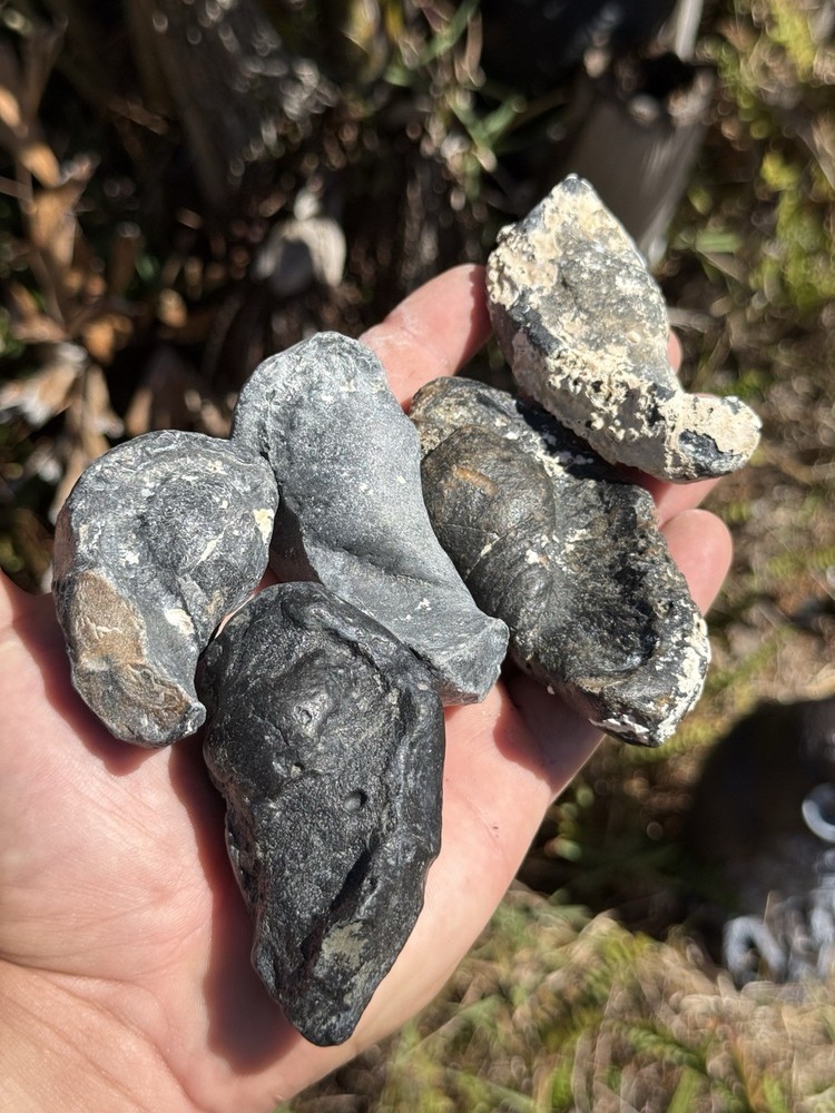 FOSSIL WHALE EAR BONES FROM FLORIDA!!!