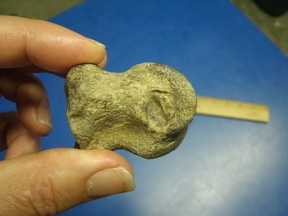 FOSSIL BISON PHALANX FROM GEARY CO KANSAS
