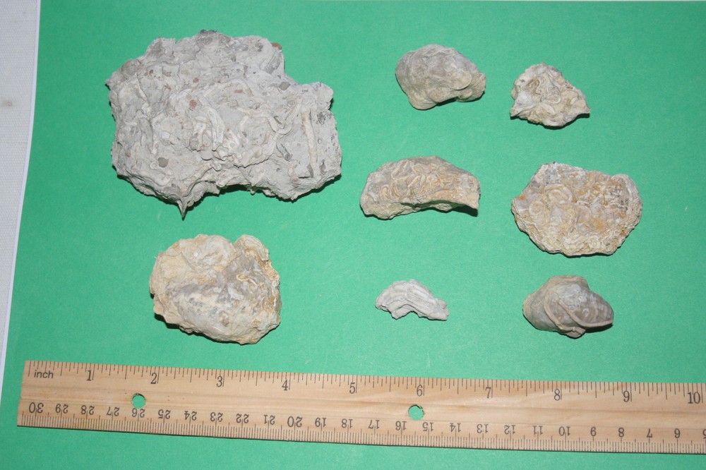 Serpula worm borings from Texas Cretaceous period