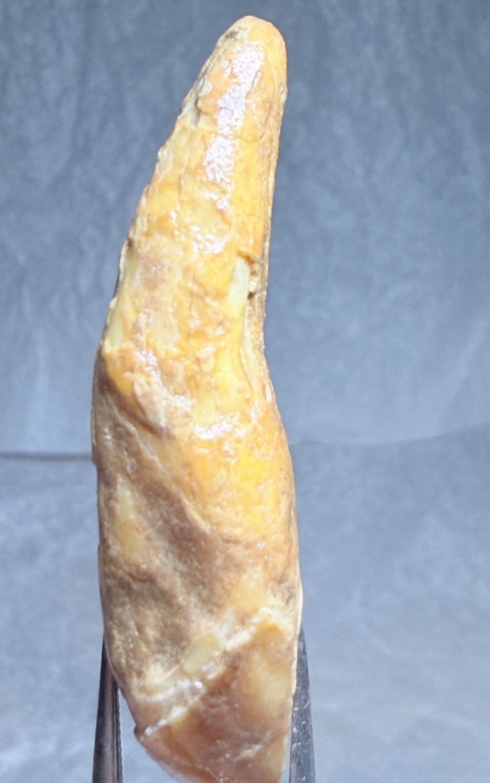 Ursus Spelaeus Fantastic 2” Romanian Cave Bear Canine Tooth Fossil, Talisman✨🔥