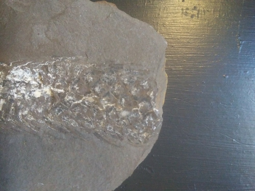 large Fossilized Pine Cone