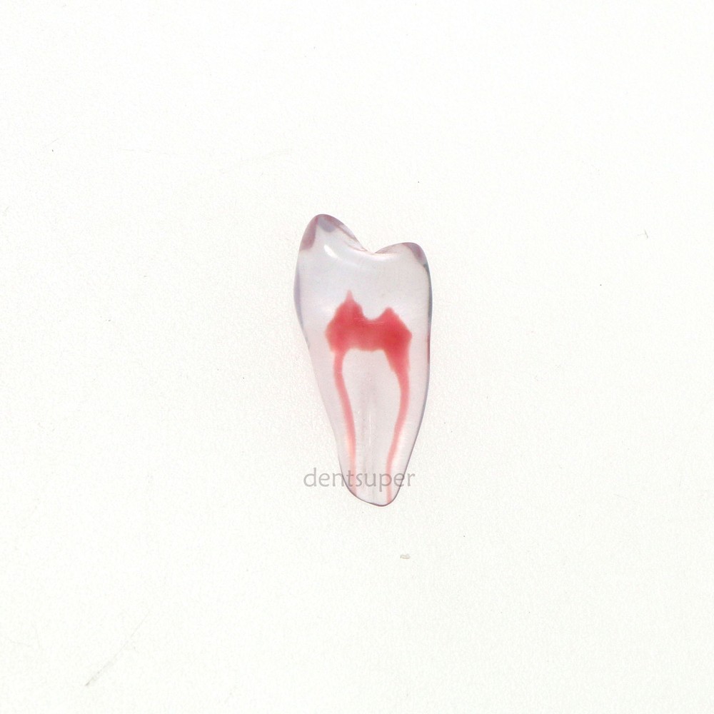 3D Dental Endo Root Canal Teeth Model Practice Block for RCT Pulp Cavity Study