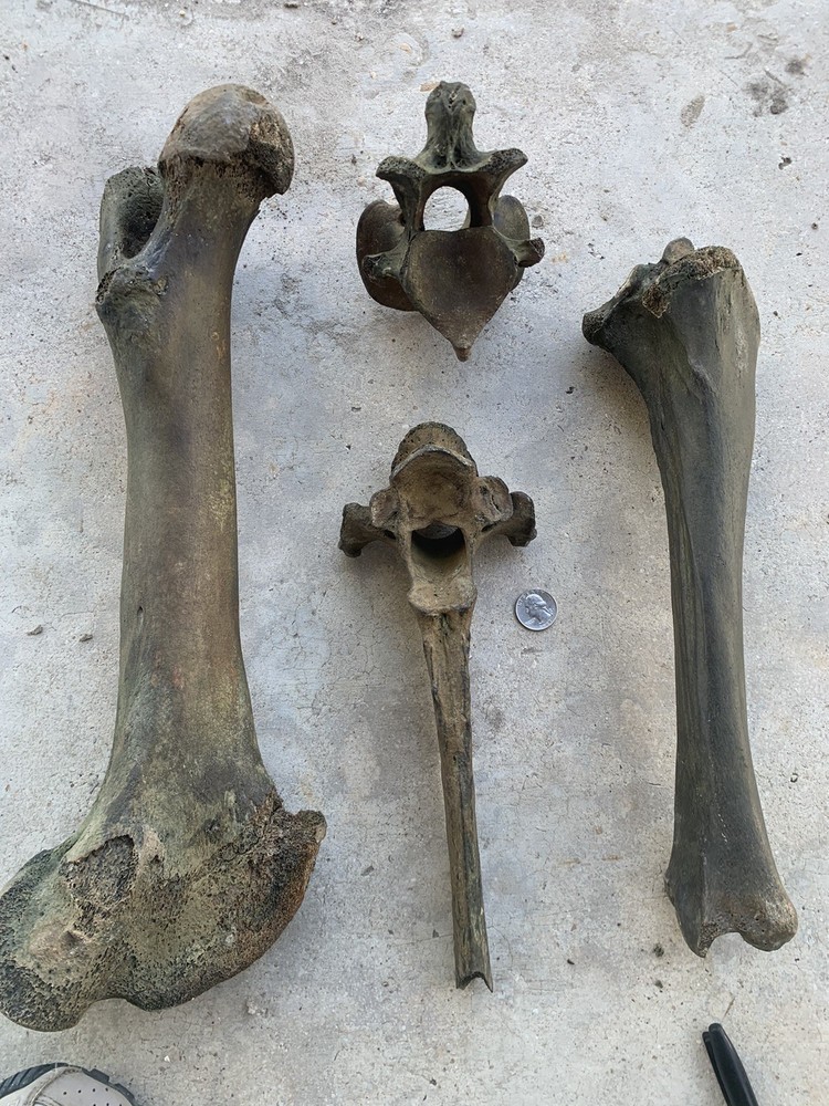 Fossilized Bison Bones