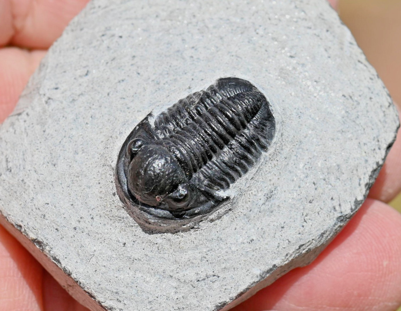 Trilobite Fossil, Gerastos granulosus (tuberculatus), from Morocco #2