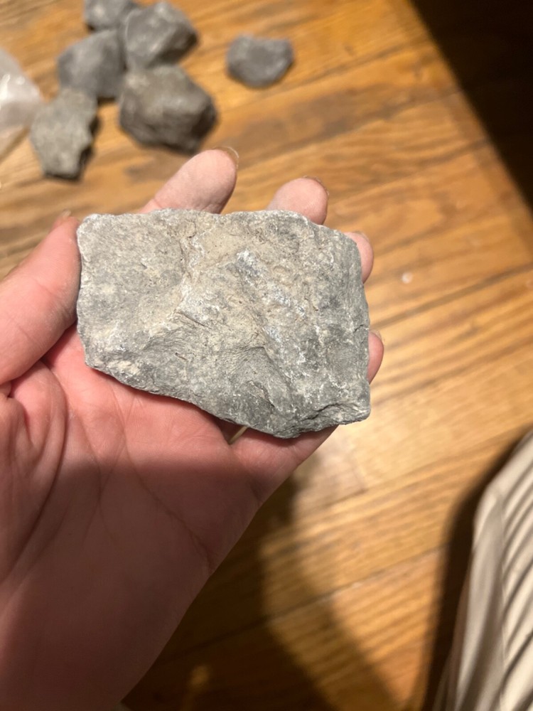 fossil rocks marine creatures