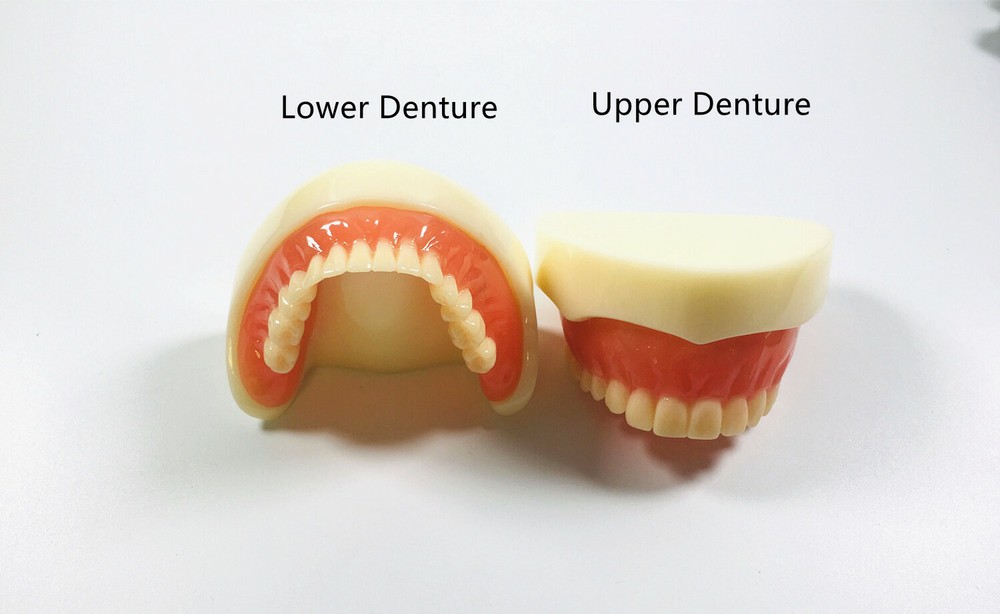 Dental Full Denture Model Magnetic Attachment Mandibular Upper/Lower Study