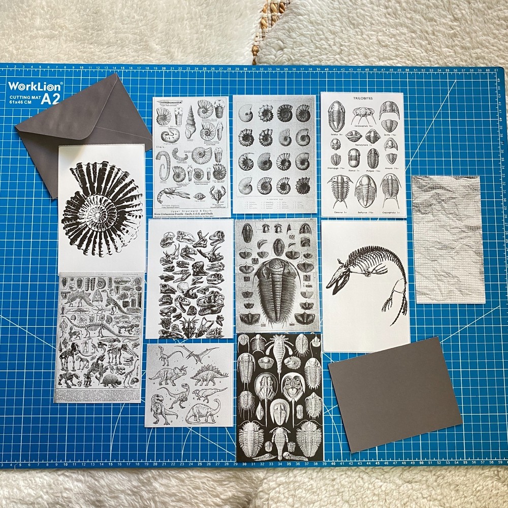 Fossil Prehistoric Natural History Bundle – Curated Ephemera Pack - 2