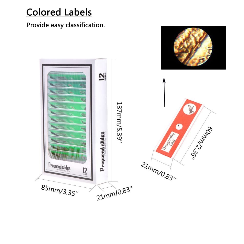 Prepared Plastic Microscope Slides with Specimens for Kids, Microscope Sample Sl