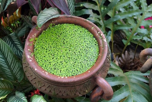 Duckweed (Lemma Minor)