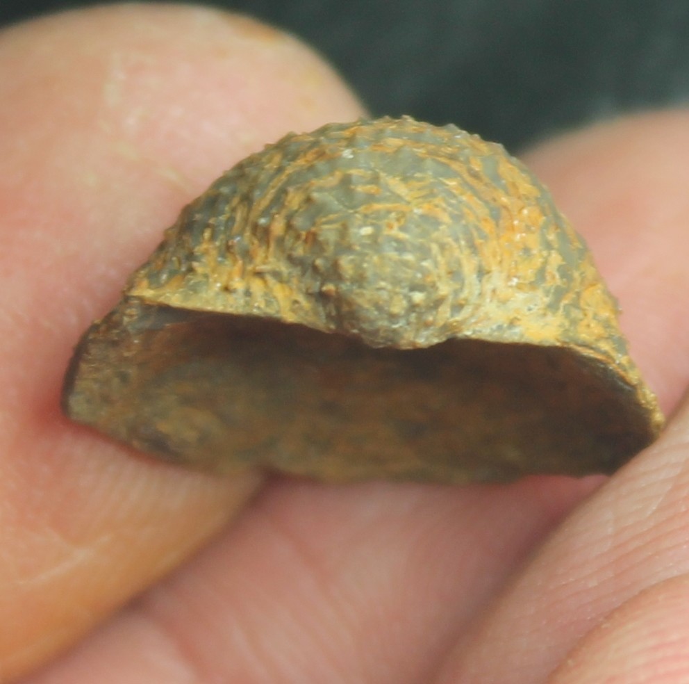 Poloniproductus varians - Excellent Devonian fossil brachiopod