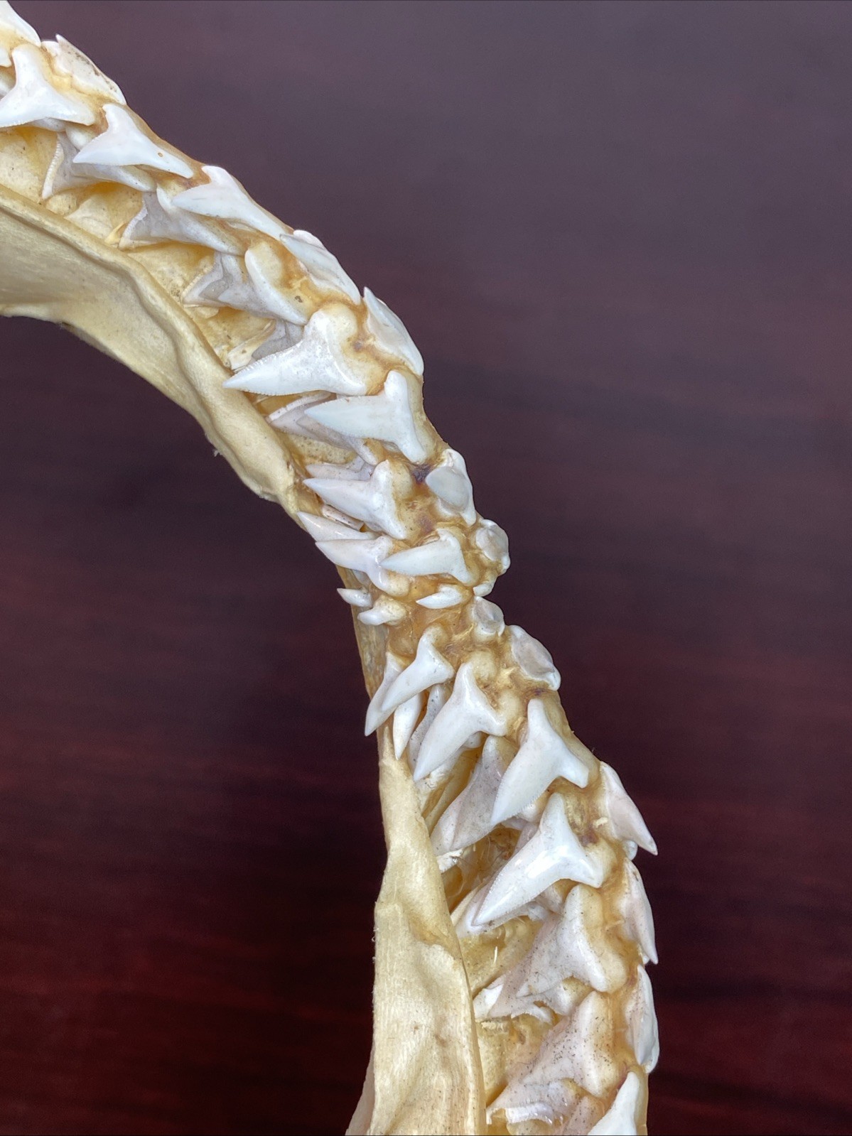 Vintage Bull Shark Jaw Taxidermy 4 Rows Of Teeth 9.5” Wide x6.25” Nautical Decor