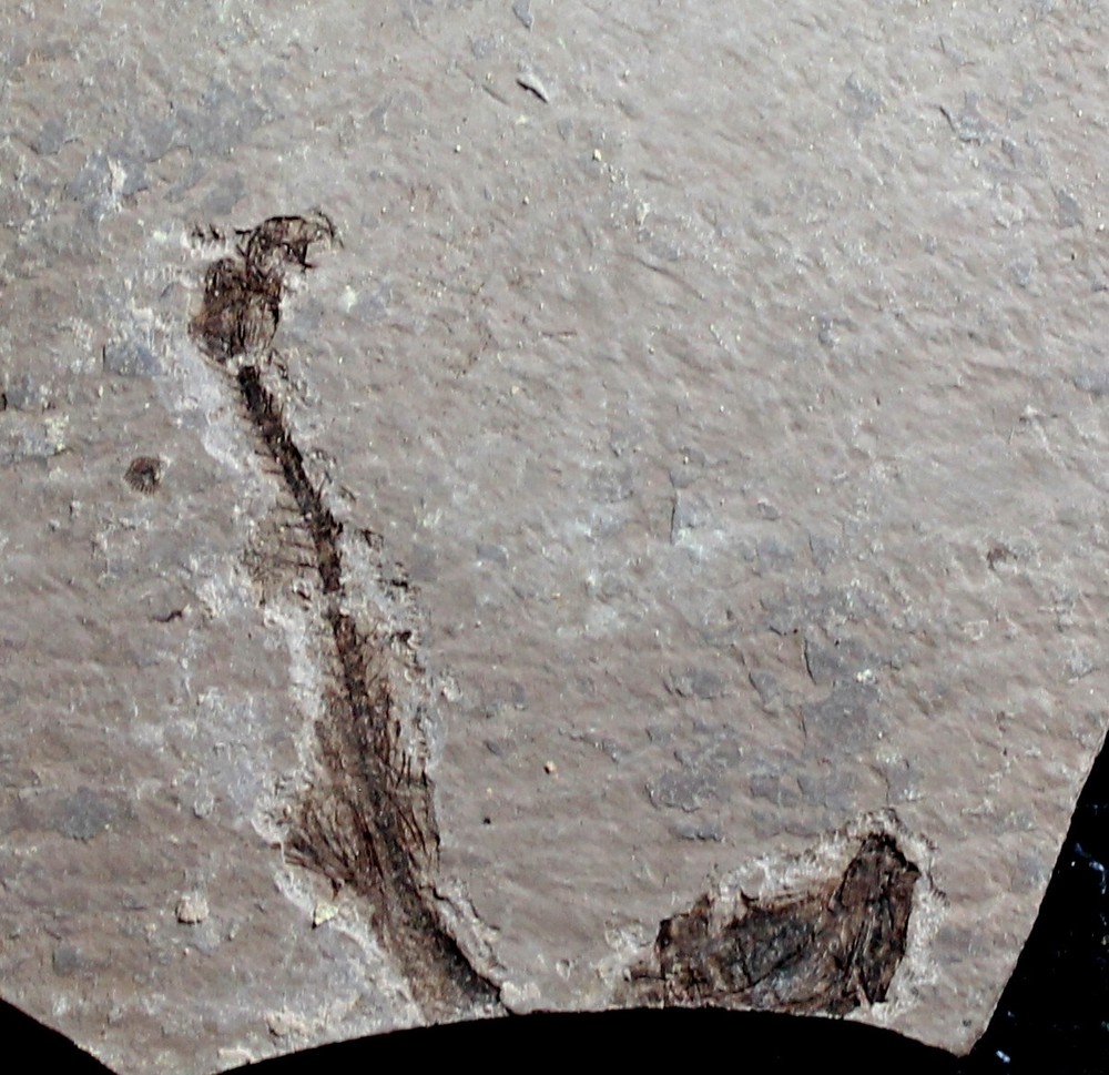 Glossadon sp - Oligocene fossil fish