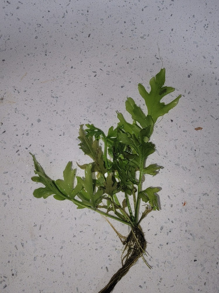 Water Sprite Large Portion Broad Leaf Variety