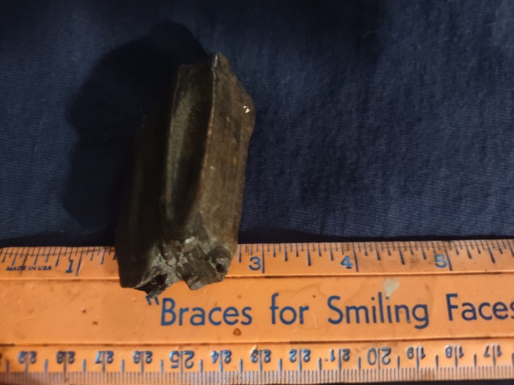 Florida Fossil Bison Tooth Pleistocene Extinct