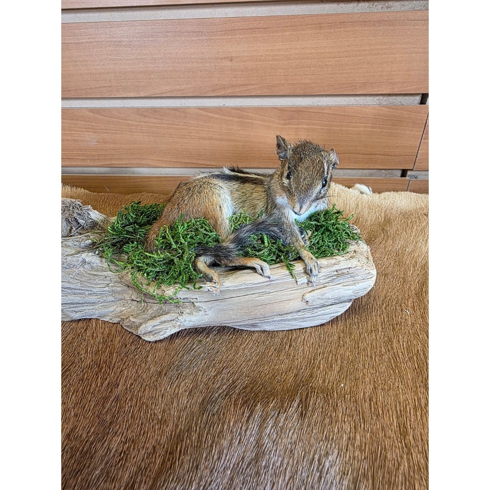 FHCK111 - Chipmunk Taxidermy Mount