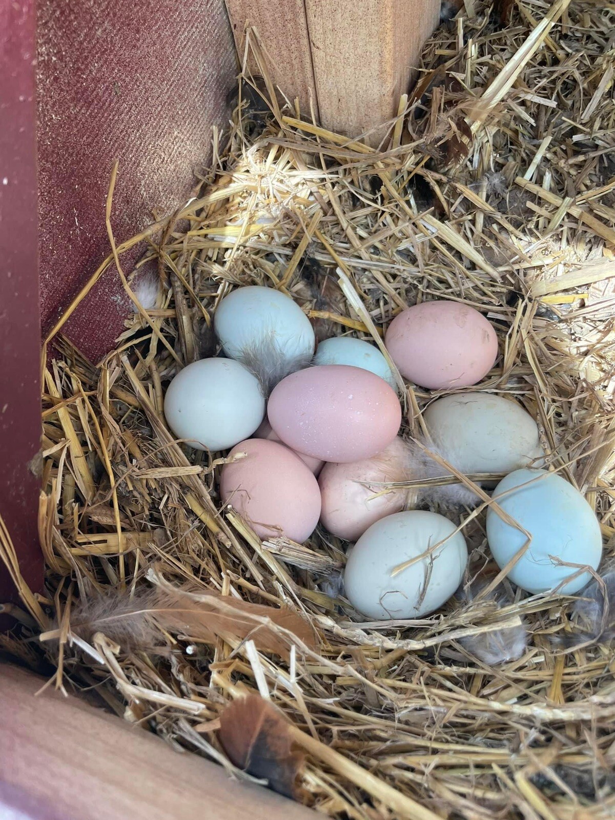 12+ Rare Breed Chicken Hatching Eggs Orpington, Wyandotte, Sweddish Flower