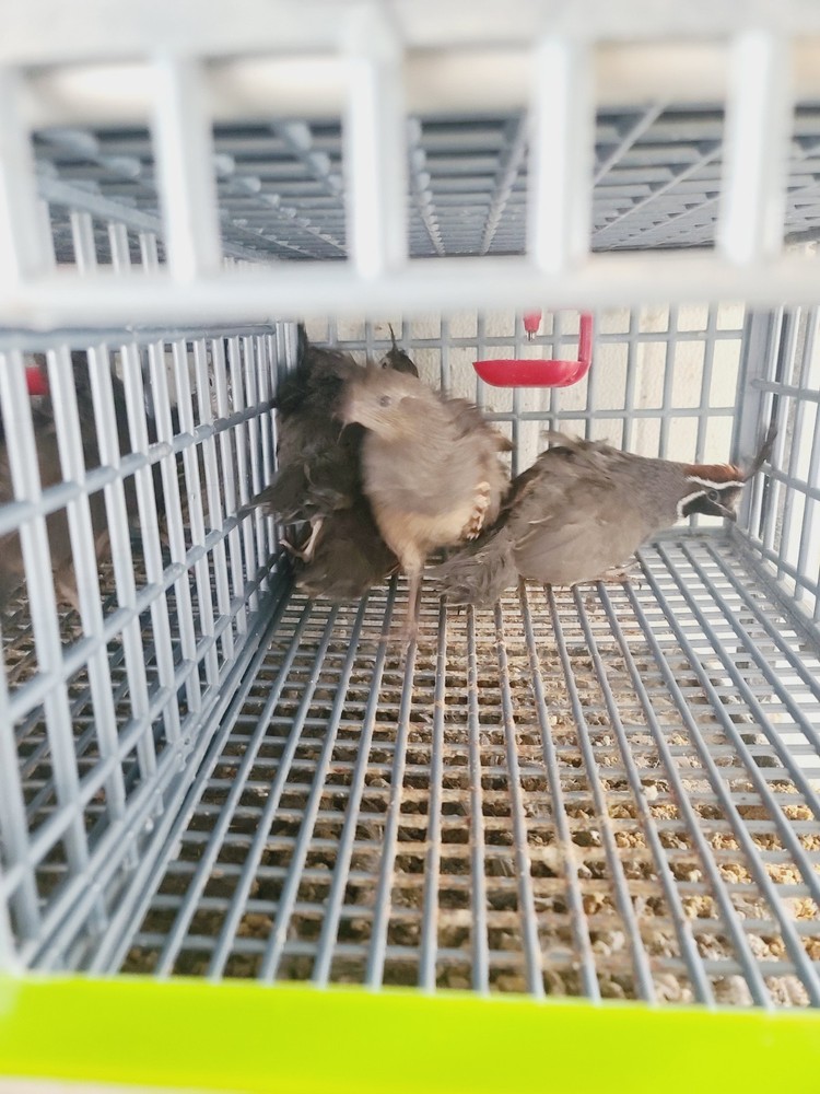 100 Gambel Quail Hatching Eggs