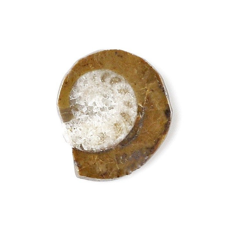 Ammonite Fossil Lapel Pin