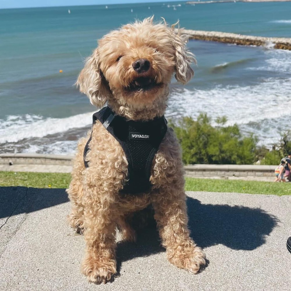 Reflective Black Harness for Small Medium Dogs with Triple Security Features
