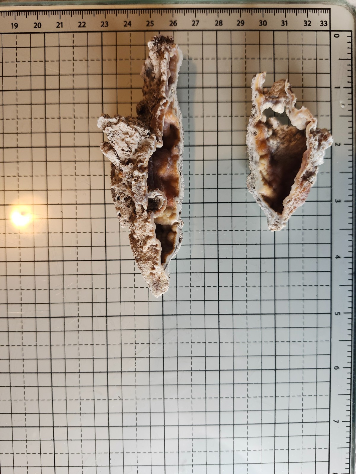 Florida Agatized Coral Fossil Pair, unpolished Chalcedony Fluorescent!