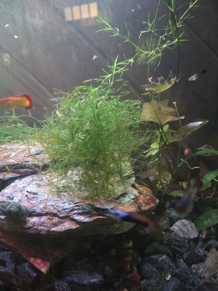 Java moss - 2oz cup