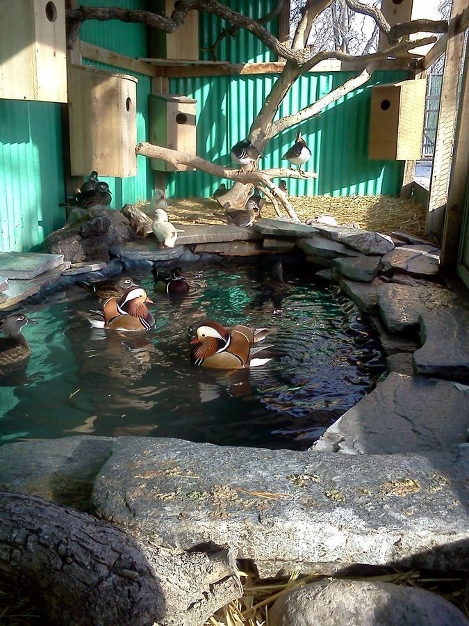 12 Regular SPLIT TO WHITE SINGLES Exotic Mandarin Duck Hatching Eggs SHIPS NOW!!