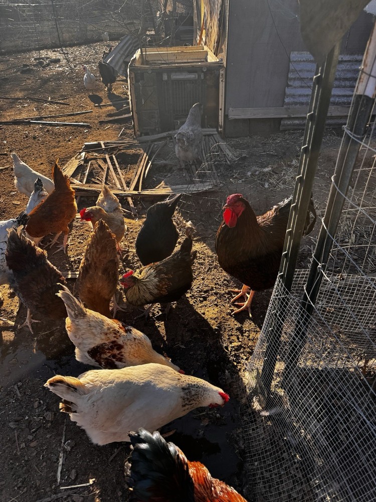 12+ FERTILIZED BARNYARD MIX. Hens Choice Rainbow Hatching Eggs