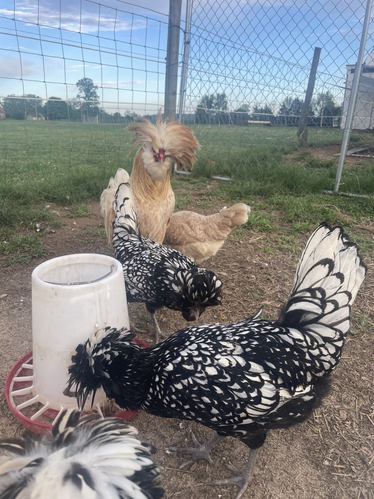 Fertile Polish Hatching Eggs 1 dozen