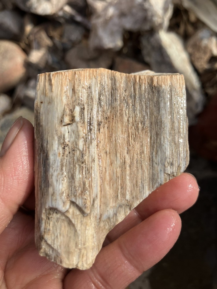 Opalized Petrified Wood
