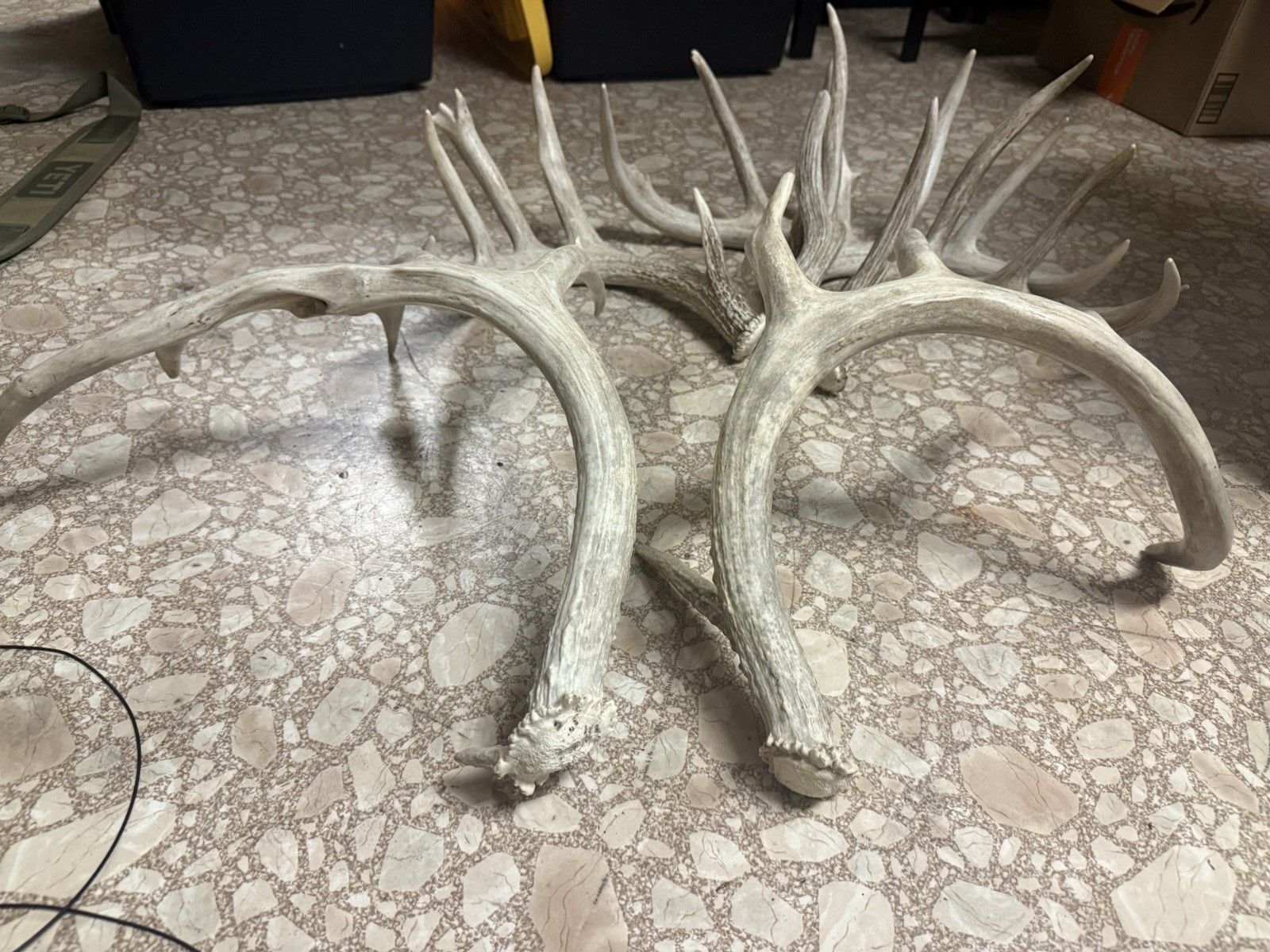 3 Whitetail Antler Shed Sets