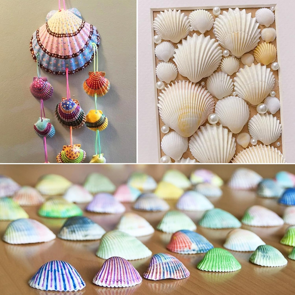 Scallop Shells Natural Seashell, 1.5" to 2" White Scallop Shells Small Seashells