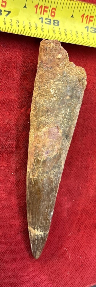 Authentic 4” Spinosaurus Tooth Fossil
