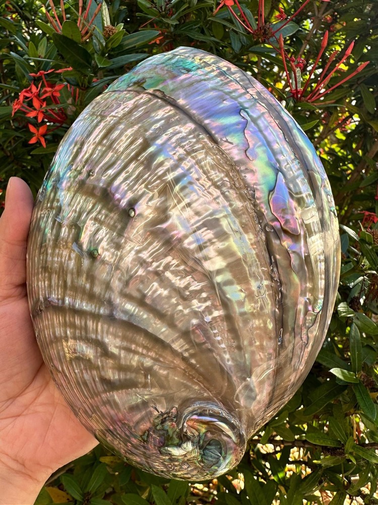 Abalone Shell Polished Both Sides 6-7", Seashell Incense Burner, Iridescent