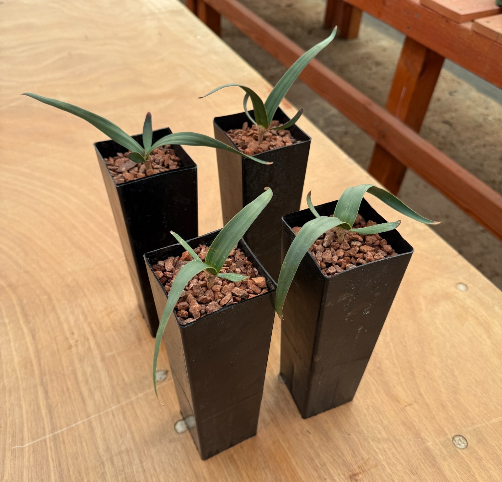 Welwitschia mirabilis (larger size)