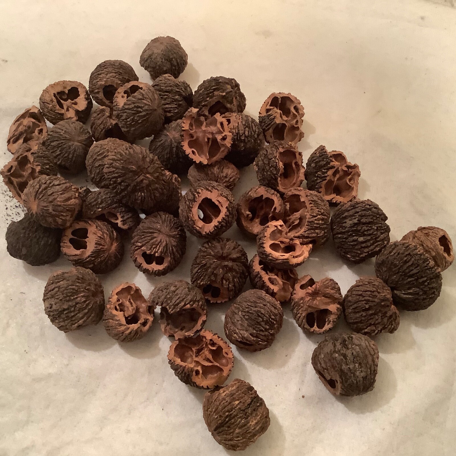 Indiana Black Walnut Shells Outdoor Smoker Grilling Tumbler Shells All Natural