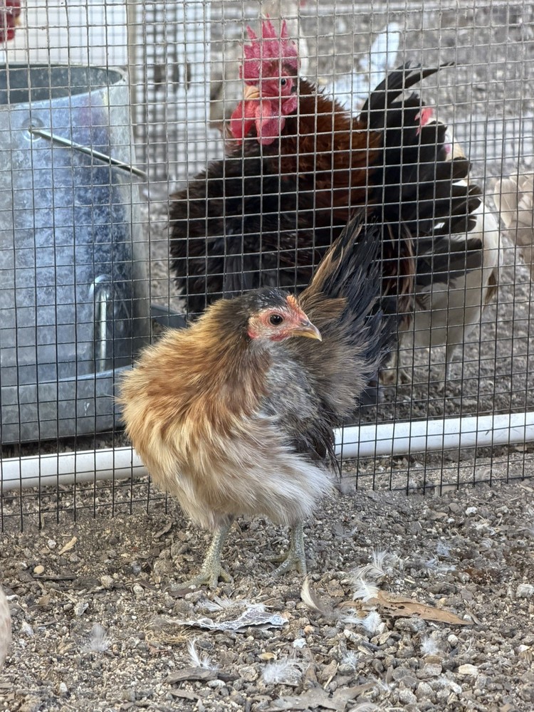 8 Serama Hatching eggs NPIP/AI and PT Clean