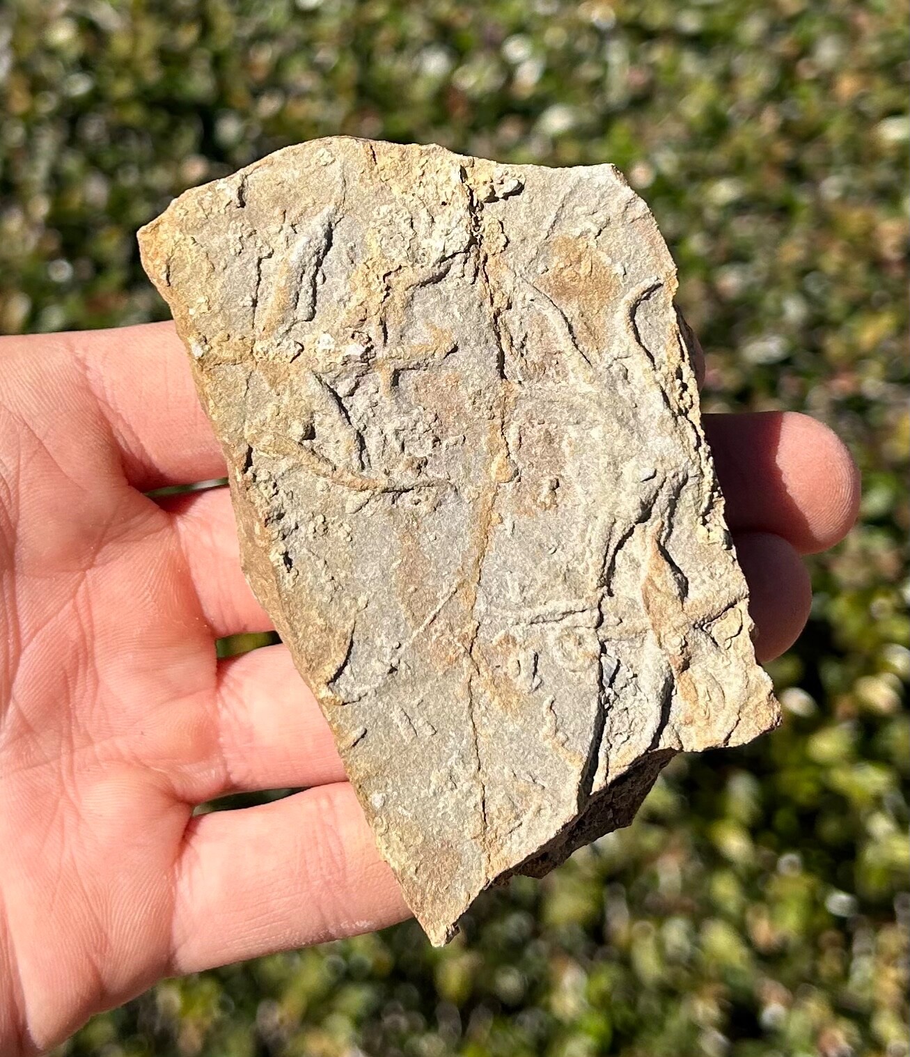 France Fossil Starfish in Matrix Asterie lumbricalis Triassic Age Echinoderm