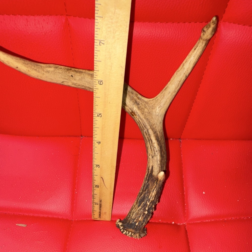 Deer Shed Antler - Single Antler Piece