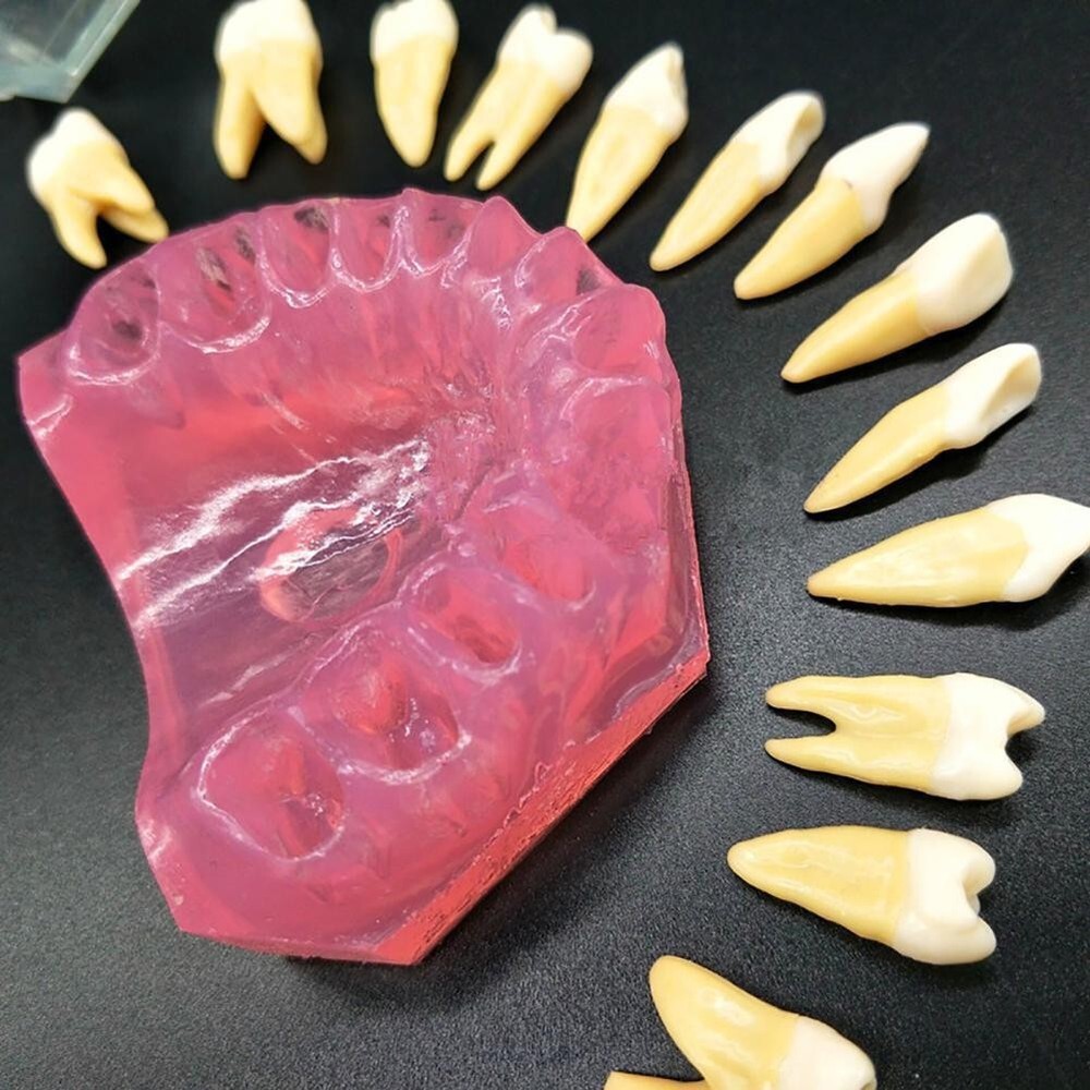 Dental Typodont Practice Study Standard Teeth Model 28 Pcs Removable Teeth M7008