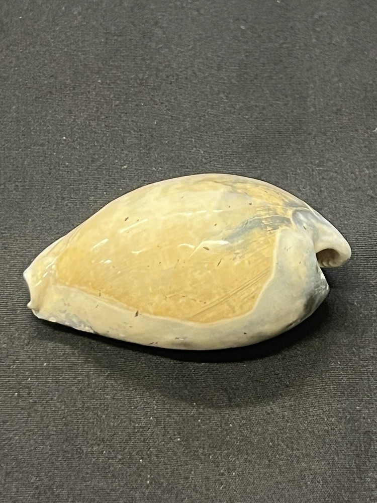 EXTINCT Fossilized COWRIE Shell From Central Florida - Pliocene Era.