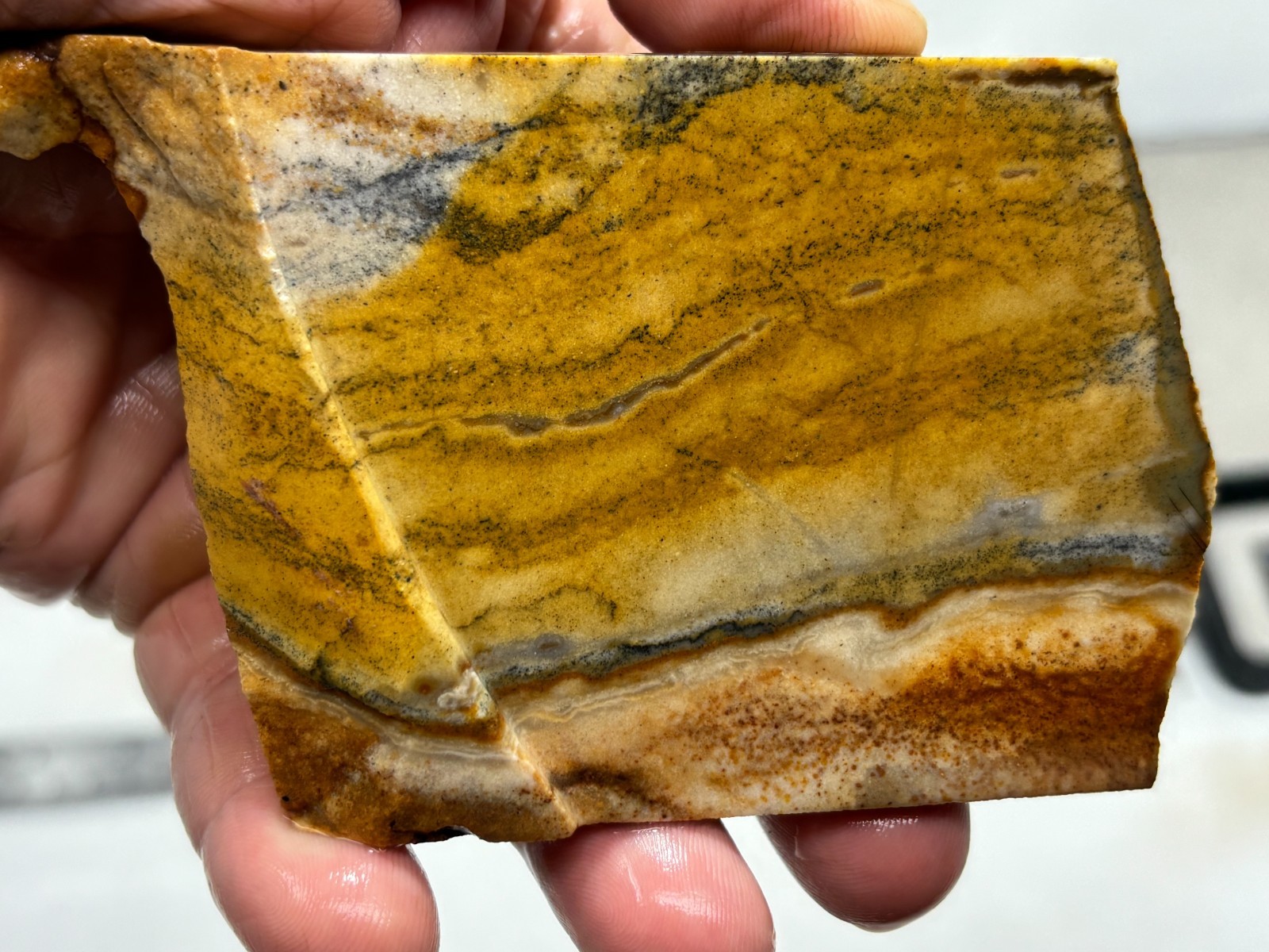 Disaster Peak Picture Jasper Slab Cabbing Lapidary Collecting Combo Ship Avail