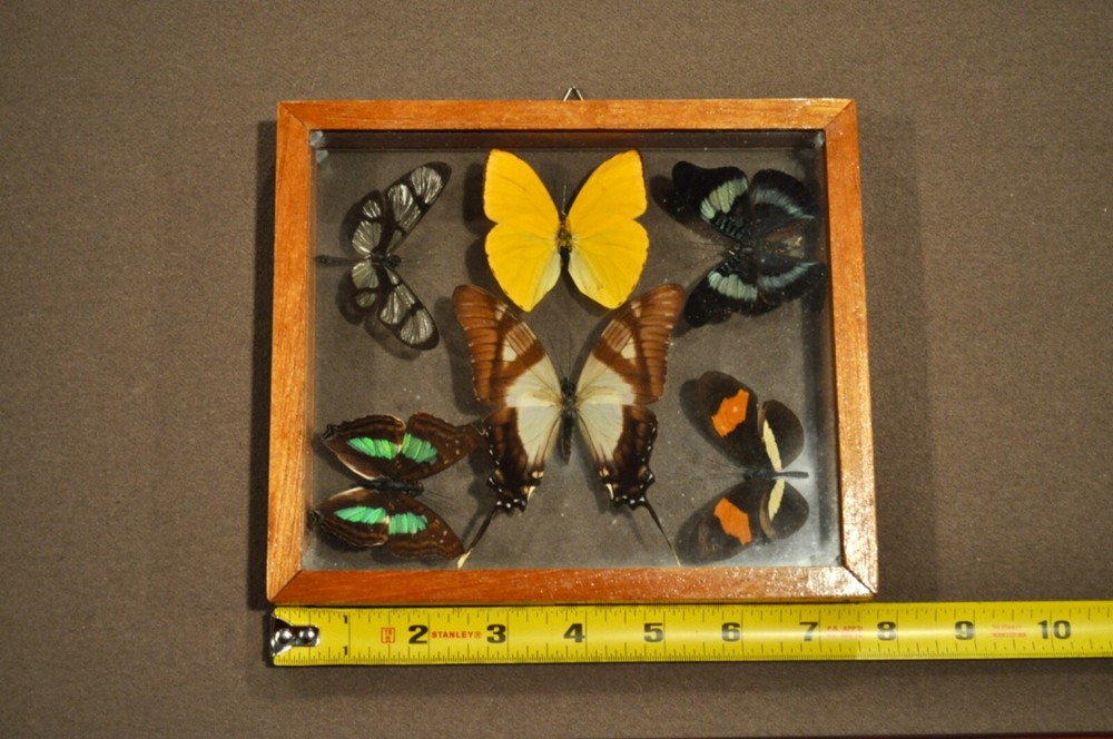 FRAMED Butterflies : 6 Butterflies
