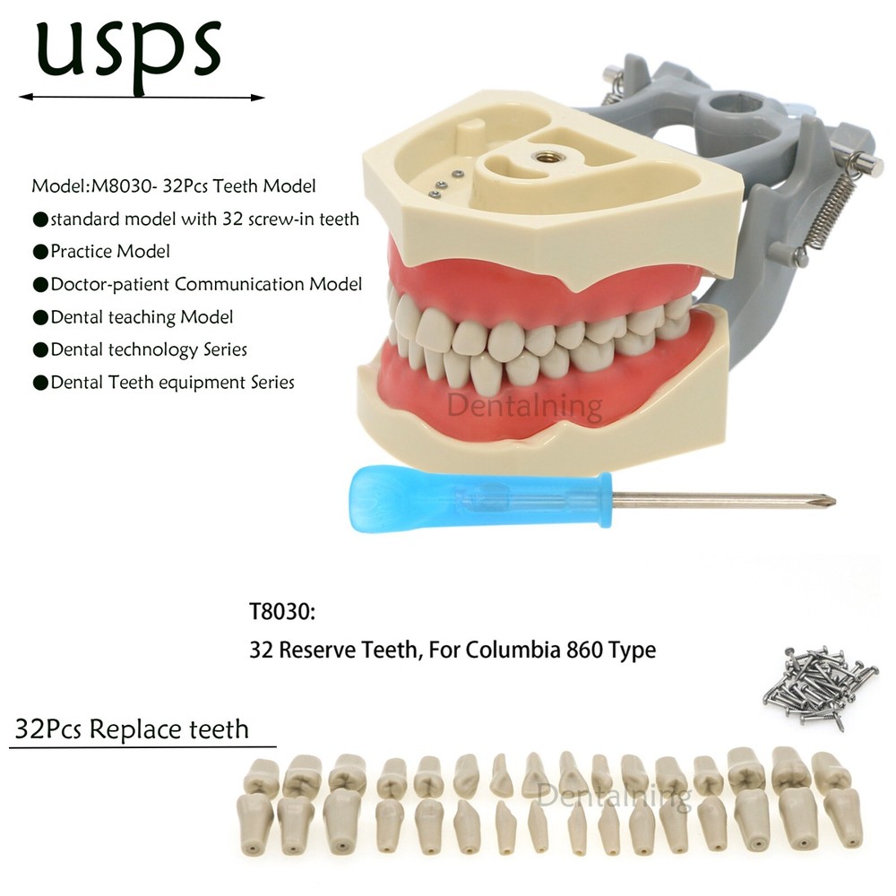 US Columbia Dentoform 860 Dental Study Model 32 Replace Teeth Mounting Pole
