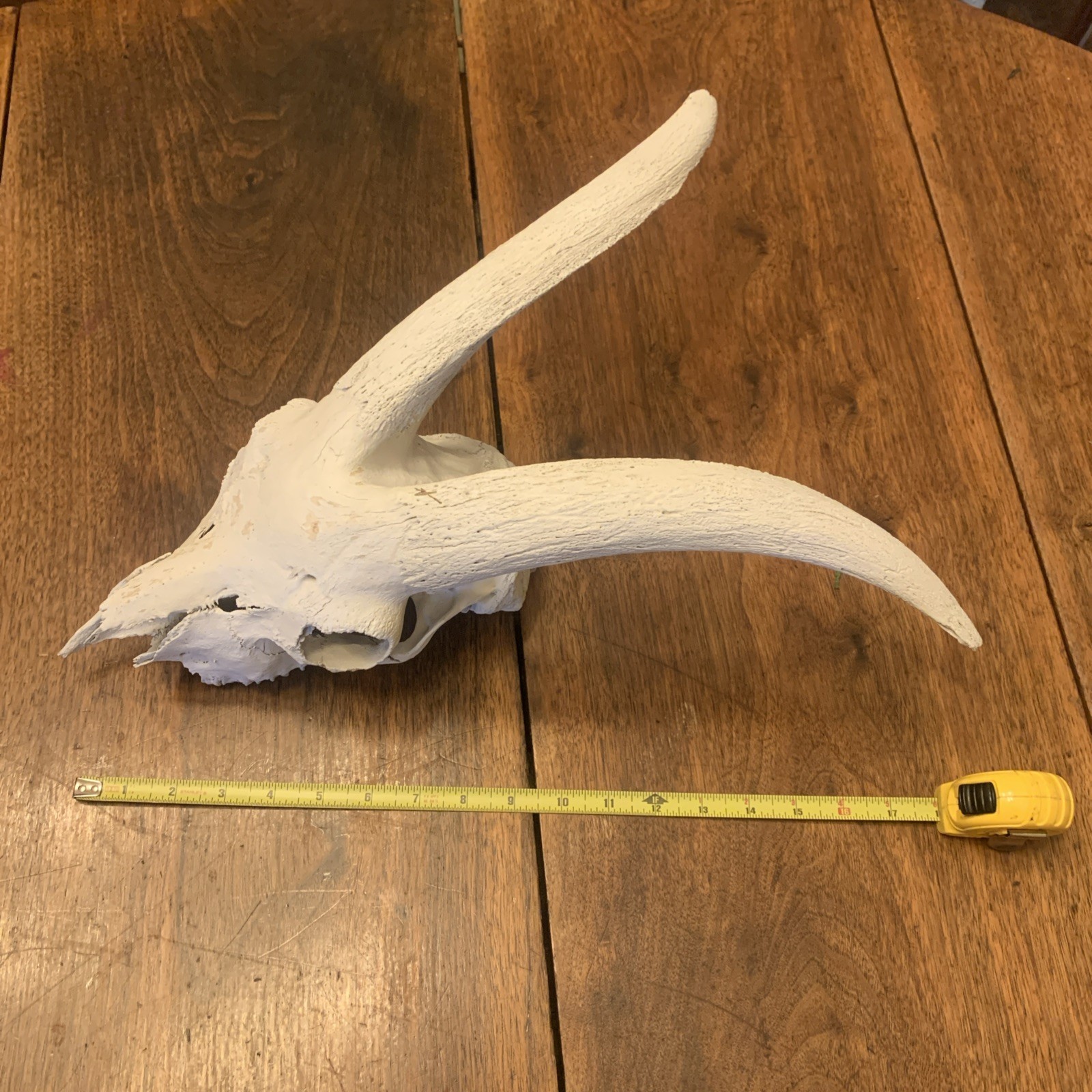 Large Authentic Goat Or Ram Skull - Taxidermy - Clean - Oddities Friendly