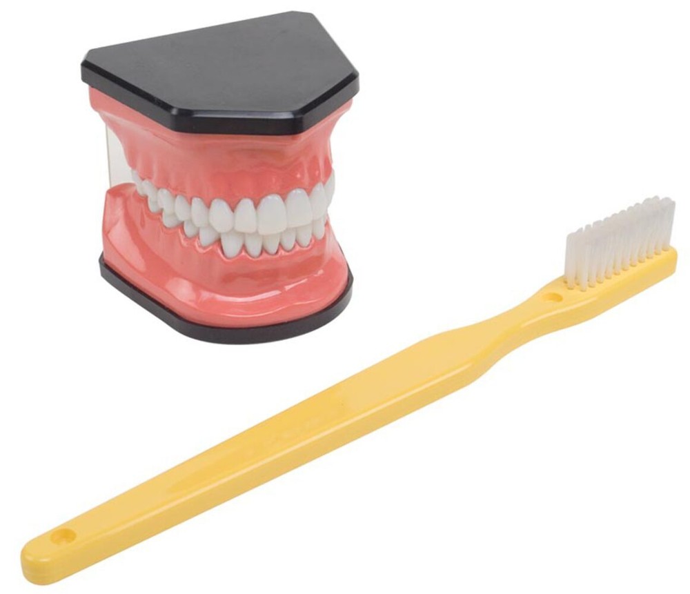 Hygiene Mouth & Brush Model