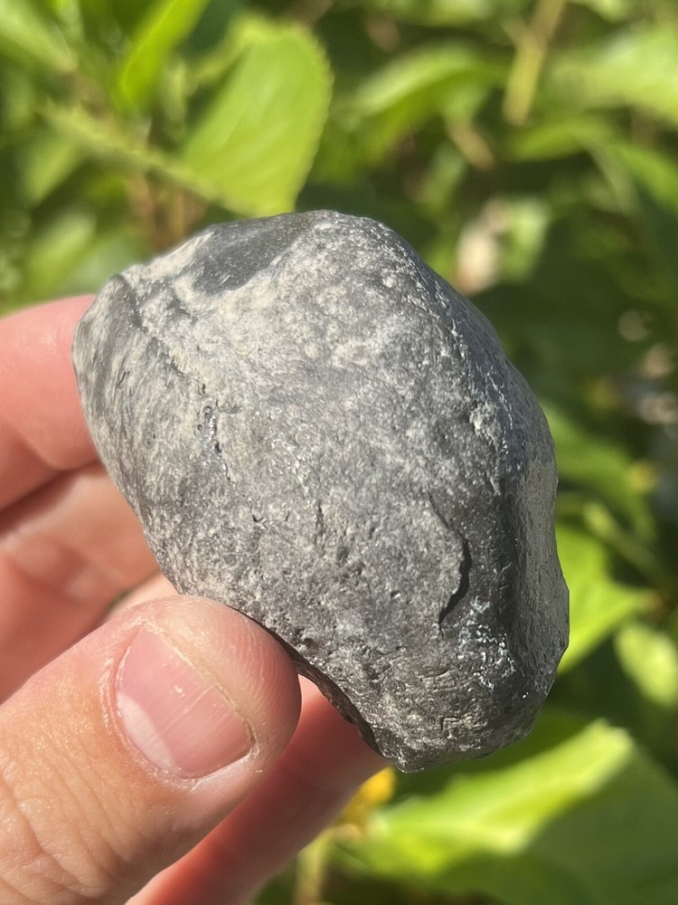 Fossil Whale Earbone